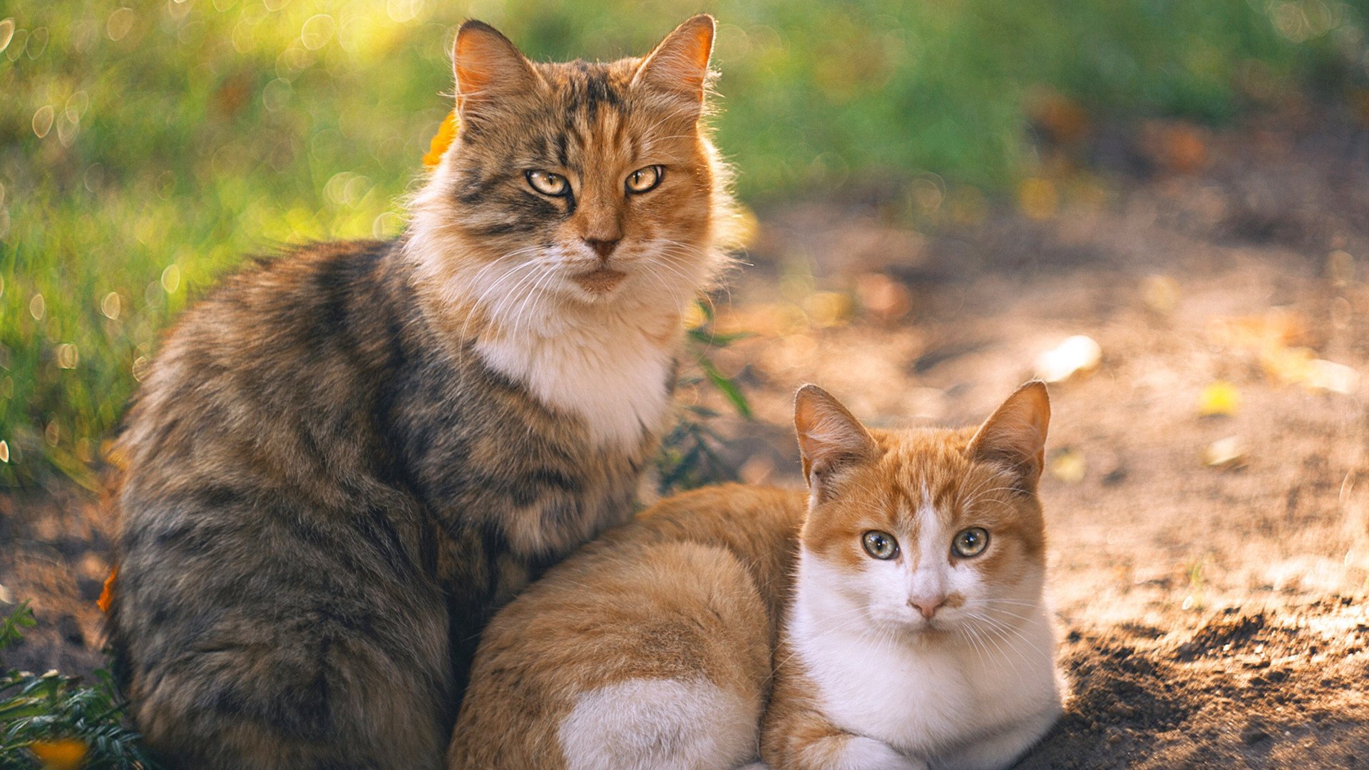 阿根廷蝉联美洲杯冠军,连续三大赛夺冠,阿根廷美洲杯冠军之路