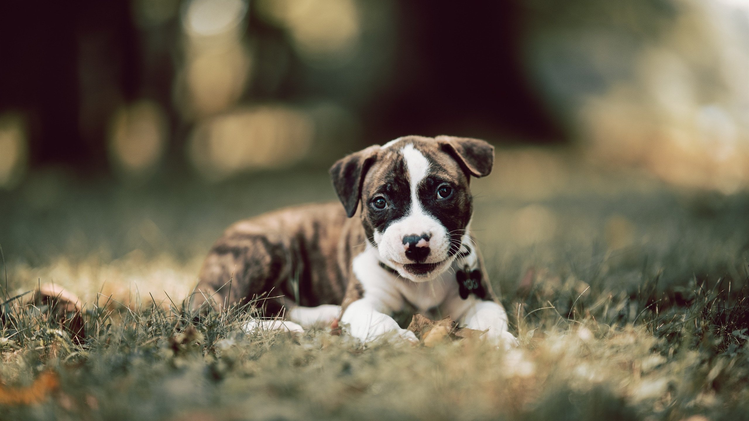 kaiyun网站-公牛新秀展现潜力赢得球迷期待，公牛近况