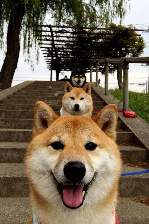 开云官方网站-尤文图斯连胜，冠军形势一片大好，尤文图斯联赛几连冠了