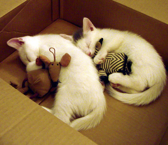 开云体育-山东高速球队关键时刻表现冷静，山东高速男篮吧 百度贴吧