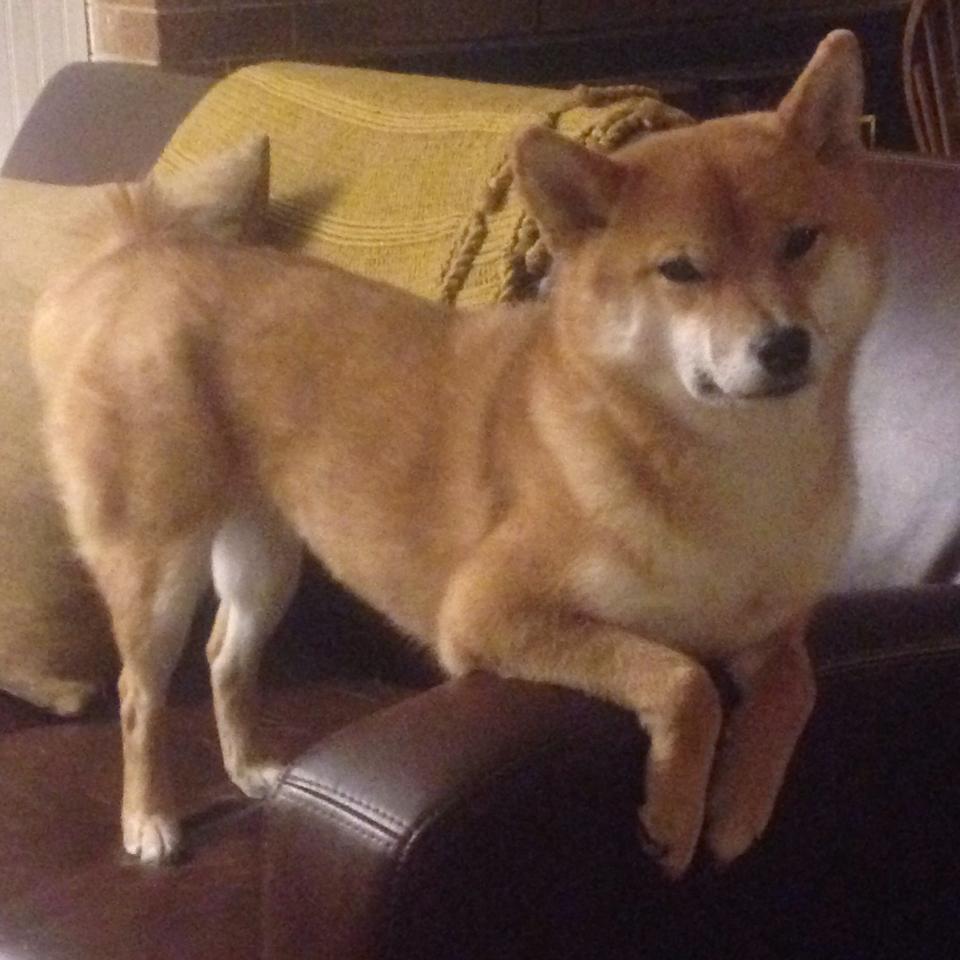 kaiyun网站-独行侠队防守逐渐趋于稳定，战绩逐步好转，独行侠队是哪个队