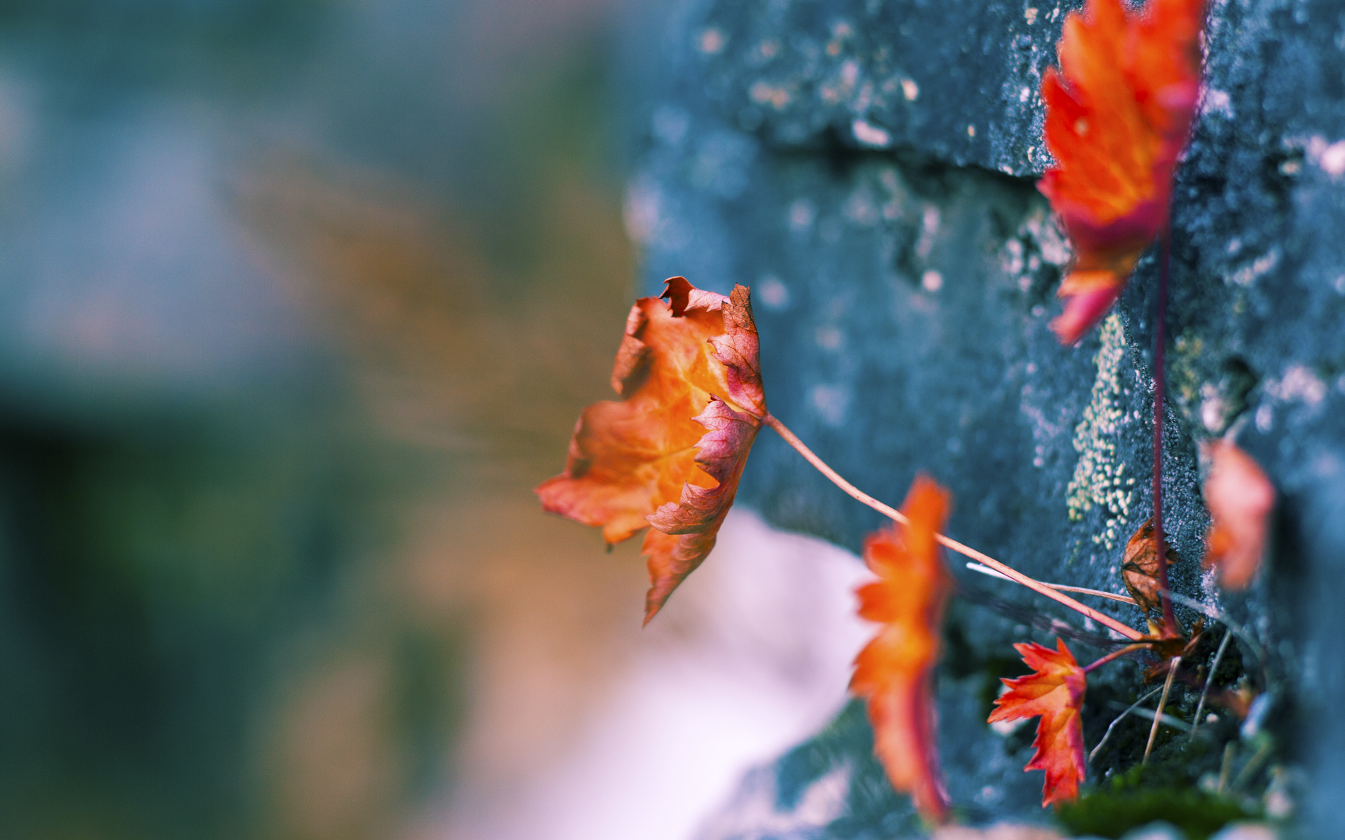 kaiyun体育app-鲁迪·加西亚被任命为比利时国家队新任主教练。，比利时国家队教练 亨利