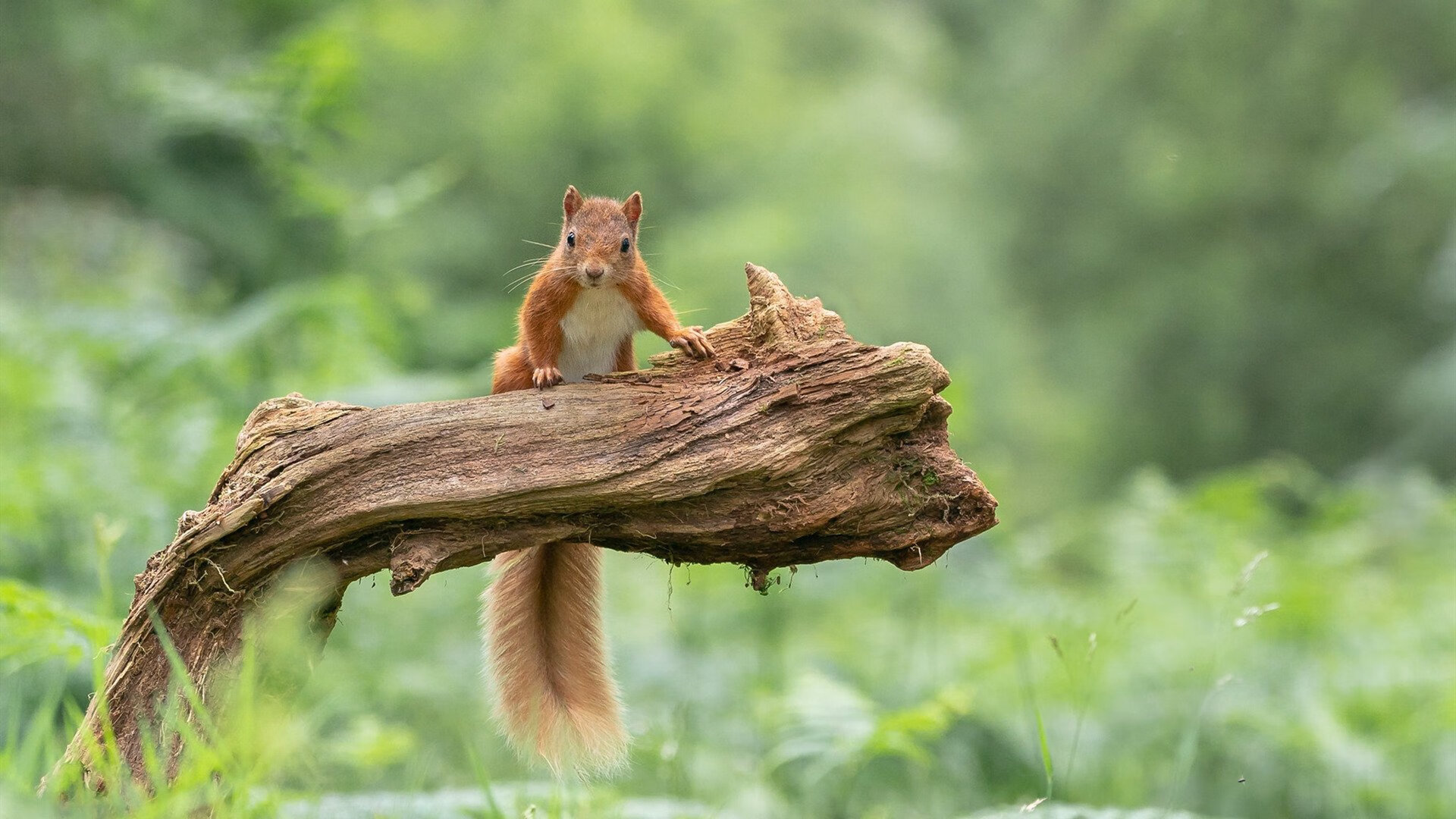 中澳混合接力比拼战术执行力，中澳冲突怎么回事