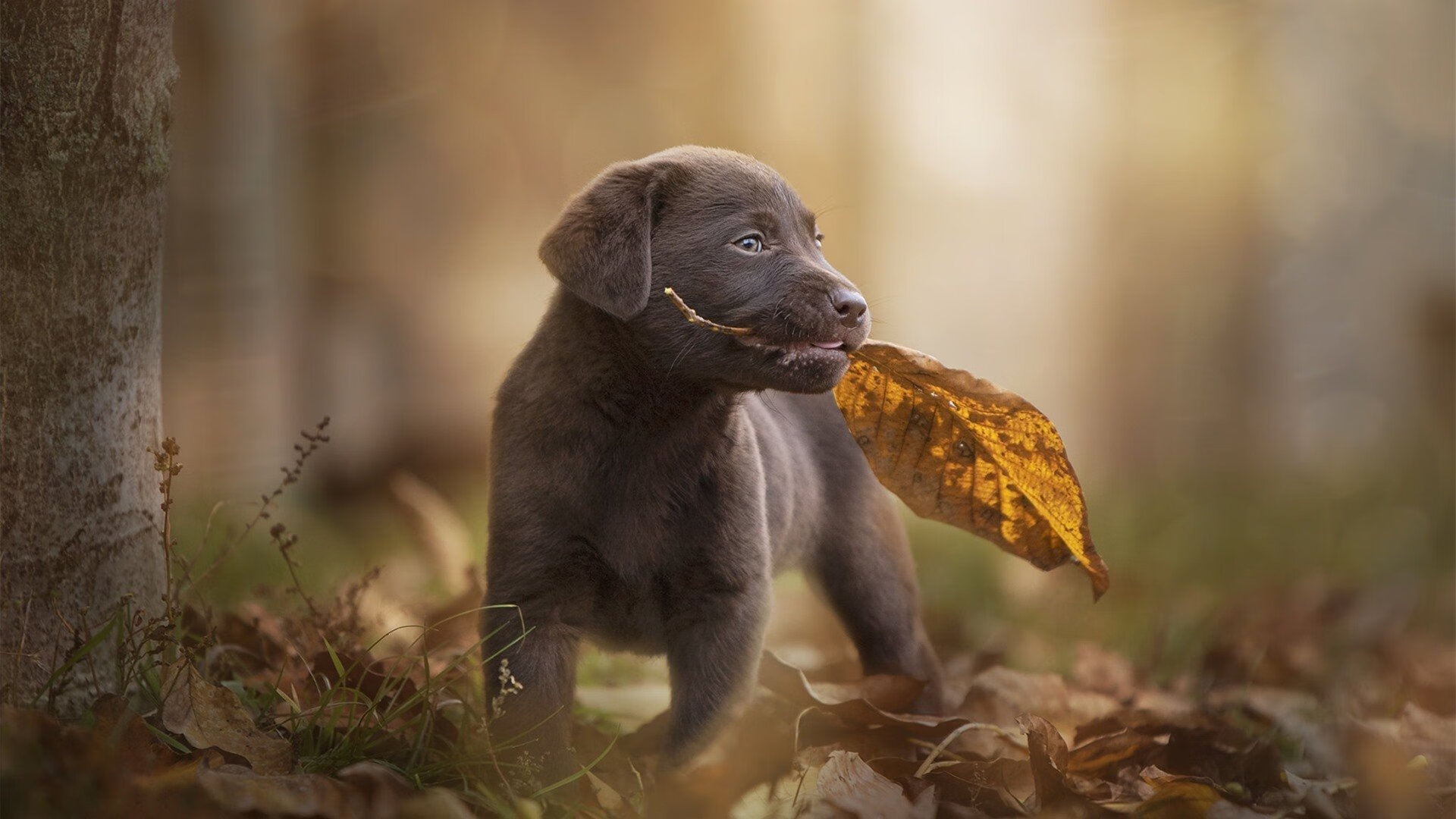 “胡利安·门德斯的传球与进攻创造力,成就美洲狮队的制胜武器”