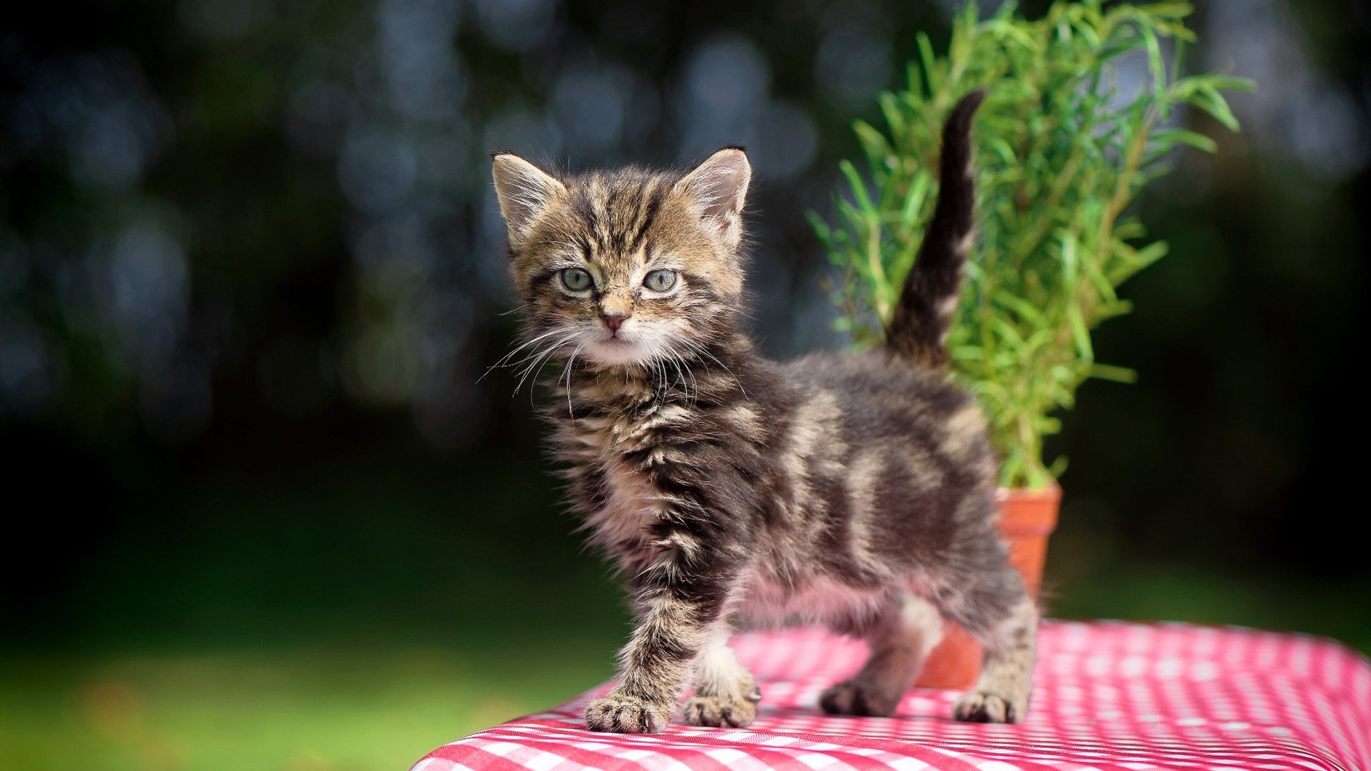 kaiyun中国官方网站-中国足球联赛俱乐部社会责任项目丰富多彩，中国足球协会是什么组织