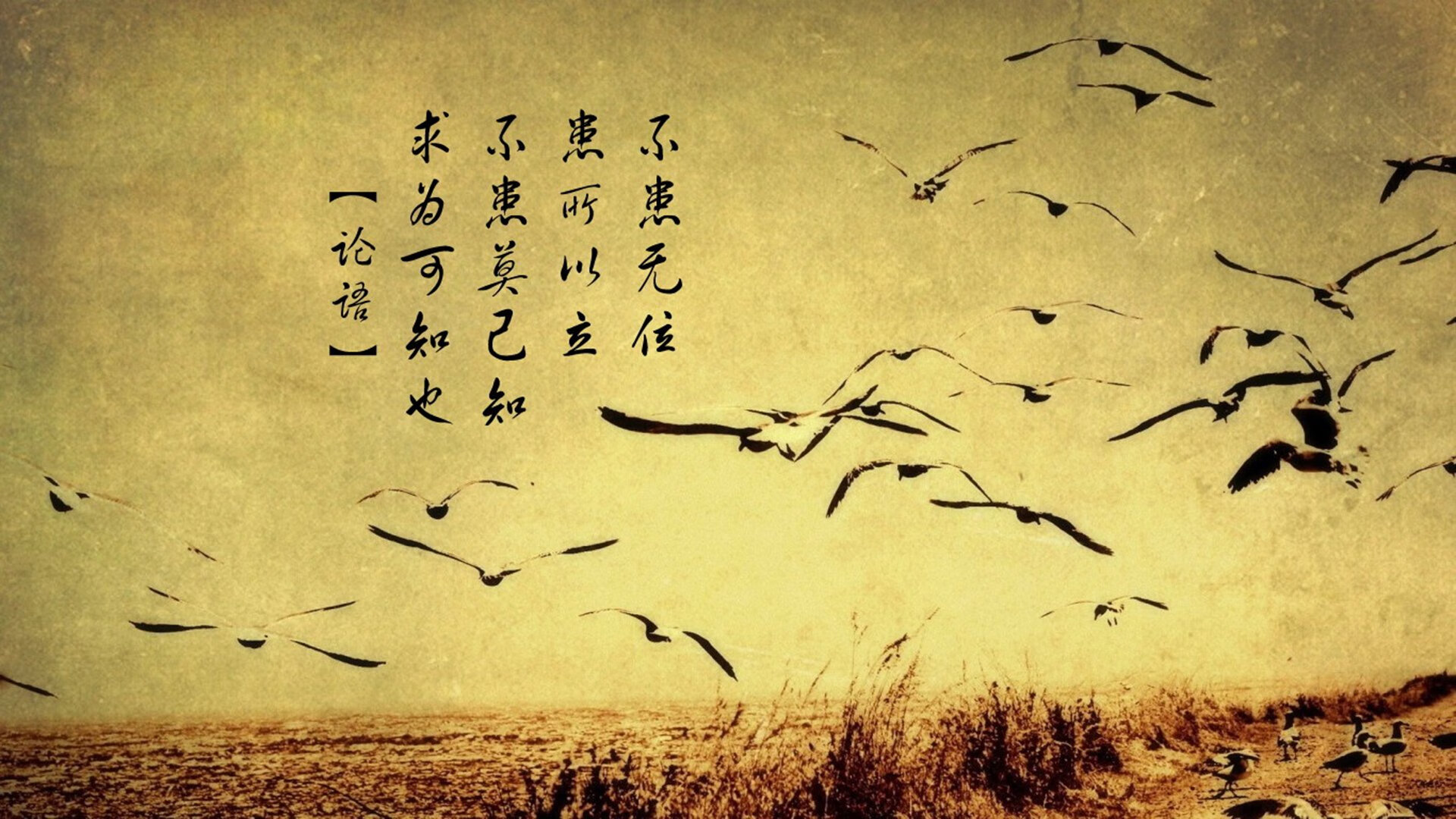 开云官网-亚历克斯·格林伍德展现坚固防守，帮助袋鼠队锁定胜局，格林伍德合同