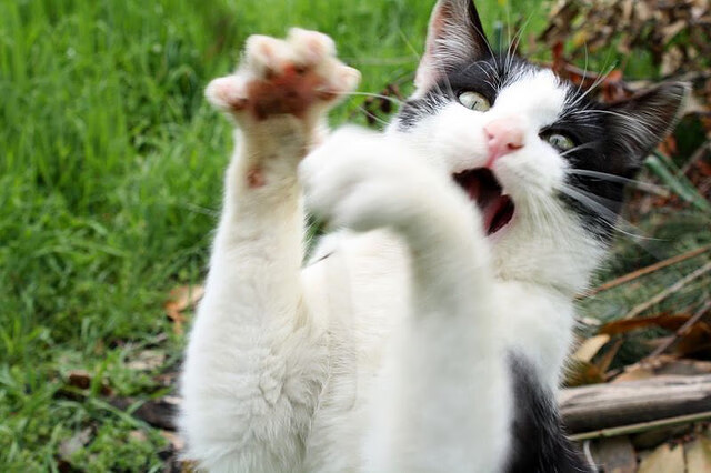 开云网站-史密斯赛场状态巅峰令人期待未来，史密斯在cba数据