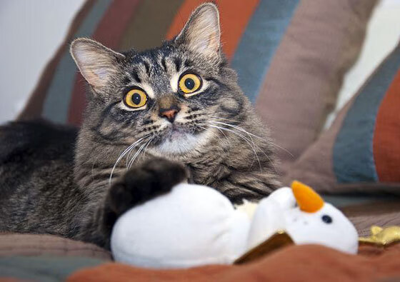 开云官网APP下载-步行者侧翼球员命中率提升外线威胁增强，步行者cj