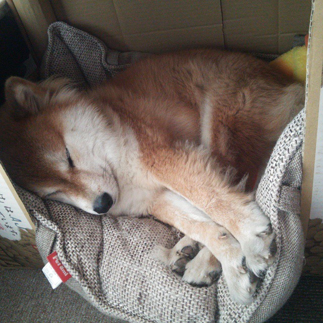 开云·体育官网APP下载-澳大利亚橄榄球队展示年轻球员的崭新面貌，澳大利亚橄榄球运动员