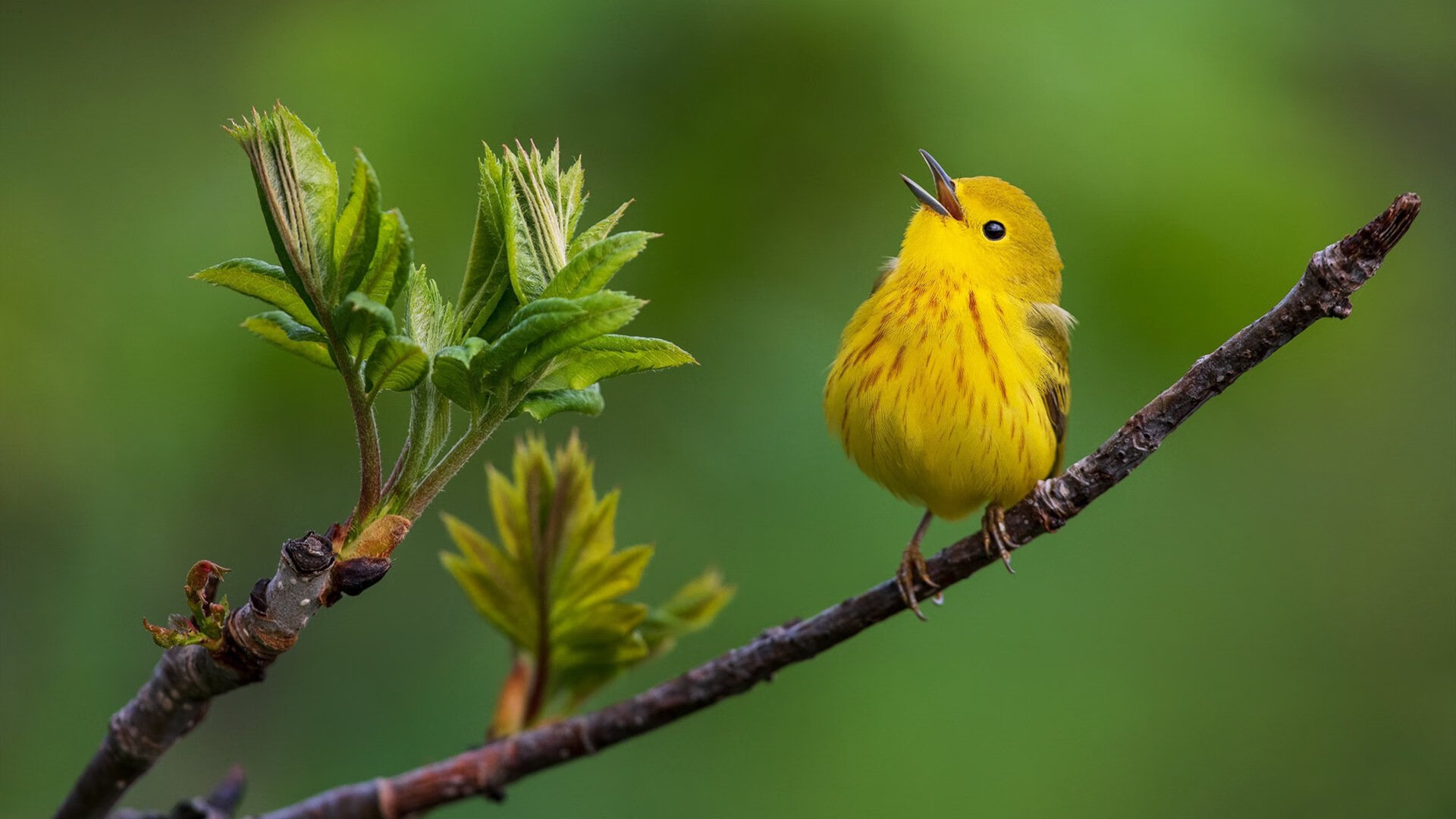 皮特·库策200米仰泳决赛展现绝佳耐力