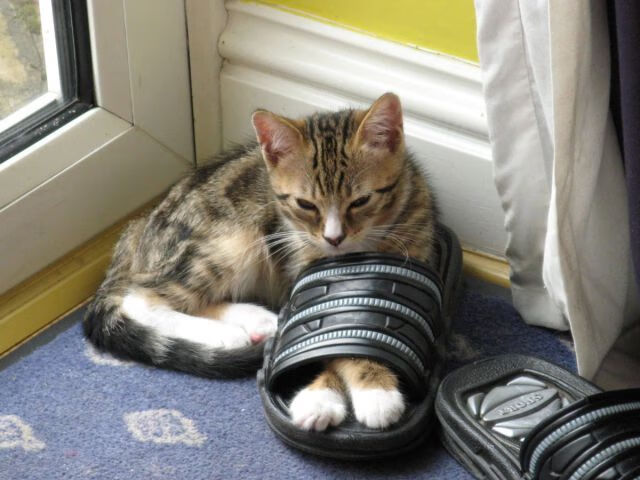 自由泳长距离奥地利耐力出众,奥运自由泳最慢记录