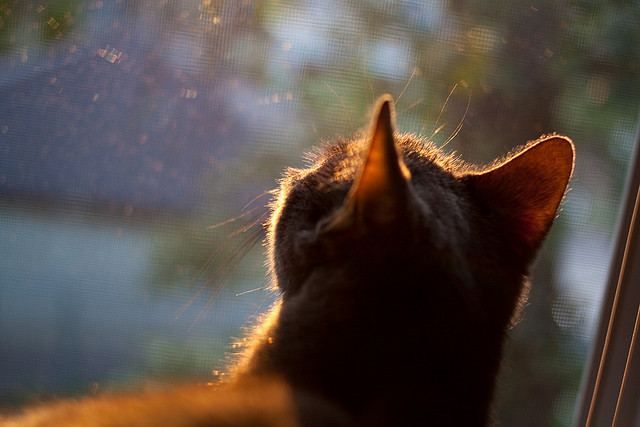 蛙泳比赛摩纳哥表现稳健,蛙泳竞速视频