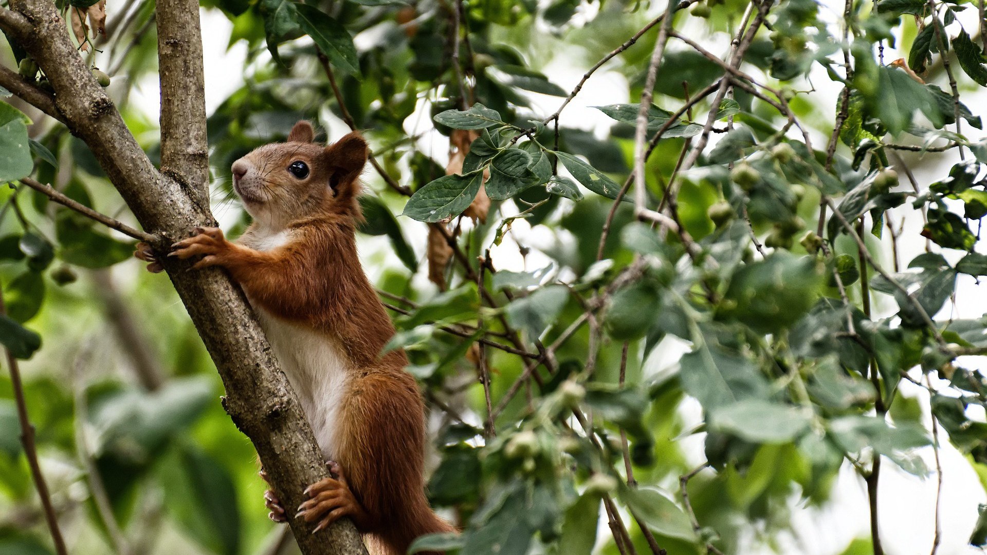 跳水环节中立代表队A动作干净利落,跳水比赛的顺序